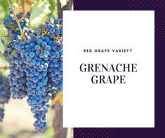 Nho Grenache Grape