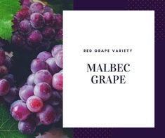 Nho Malbec Grape