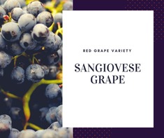 Nho Sangiovese Grape