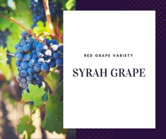 Nho Syrah Grape