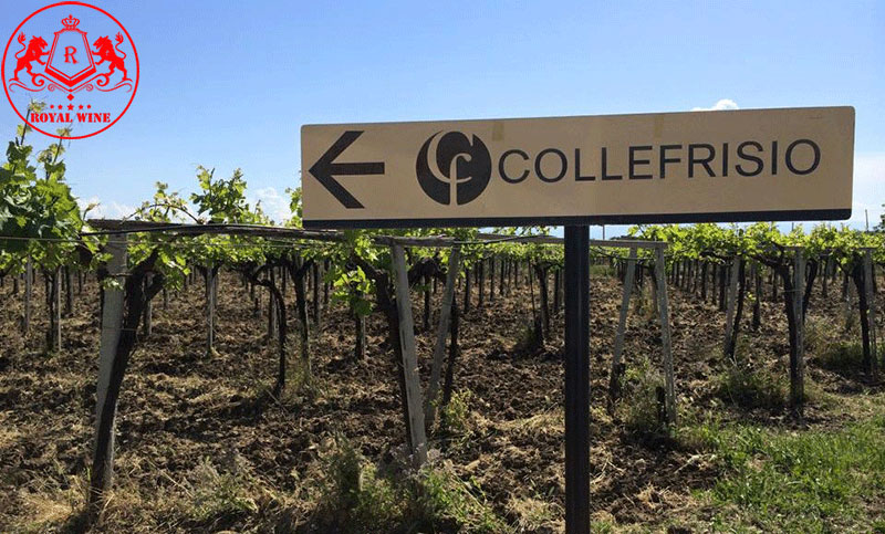 Collefrisio Winery