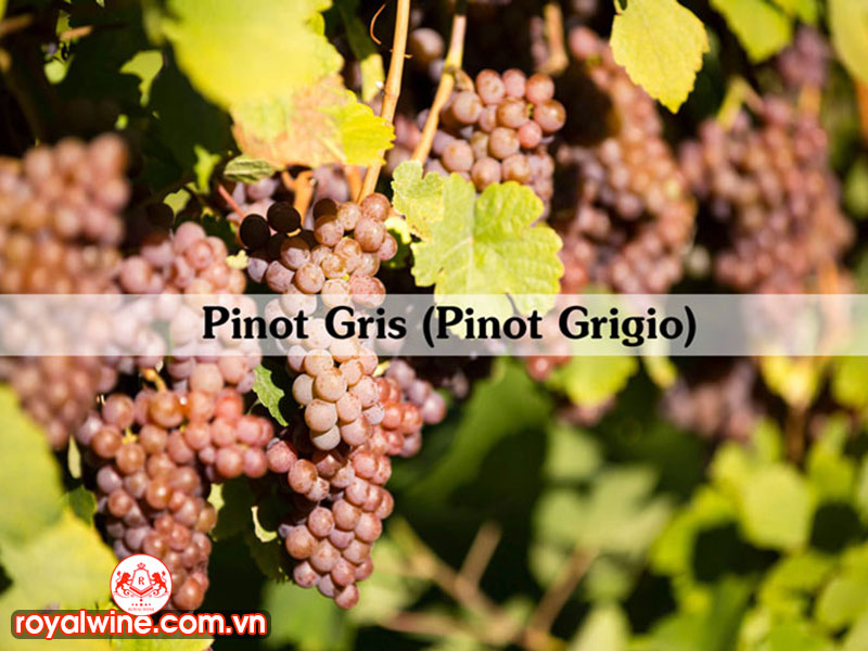 Pinot Gris/Pinot Grigio