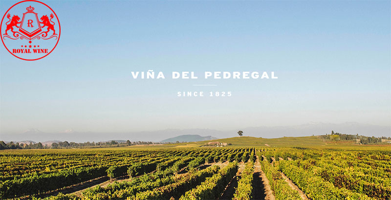 Vina Del Pedregal