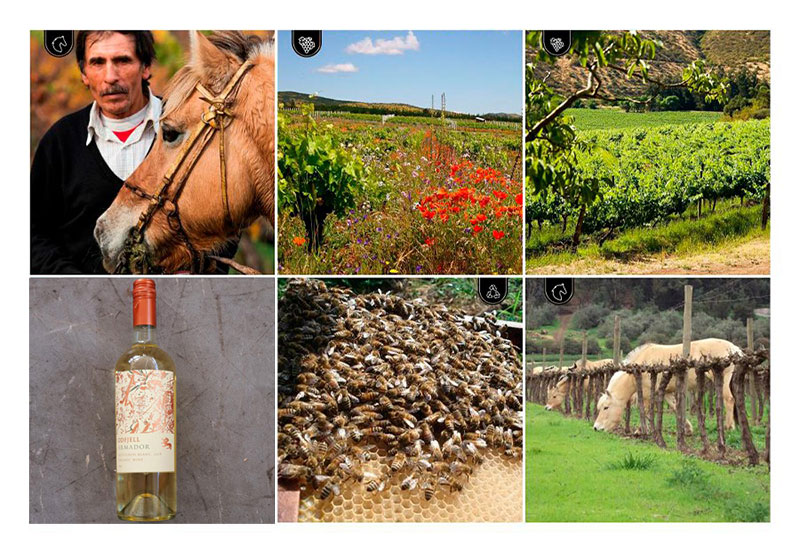Về Nhà Sản Xuất Odfjell Vineyards Chile