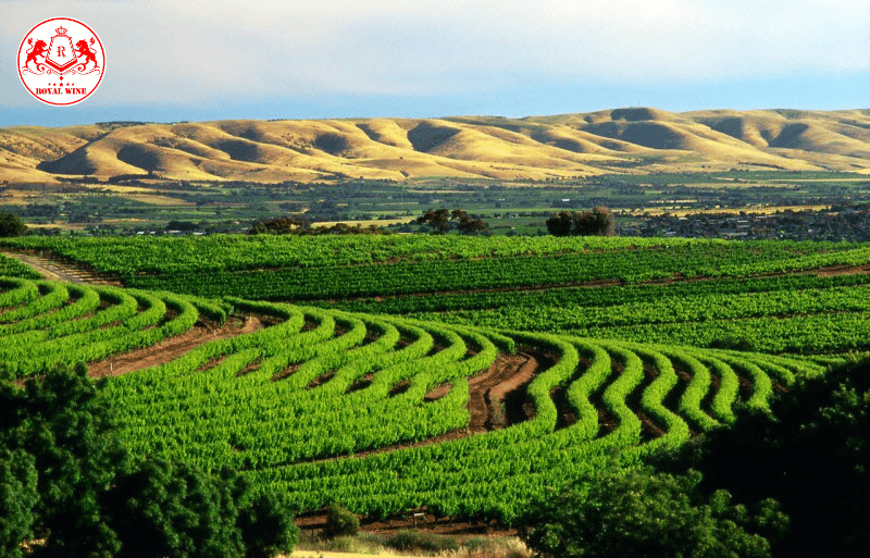 vùng Barossa Valley nổi tiếng